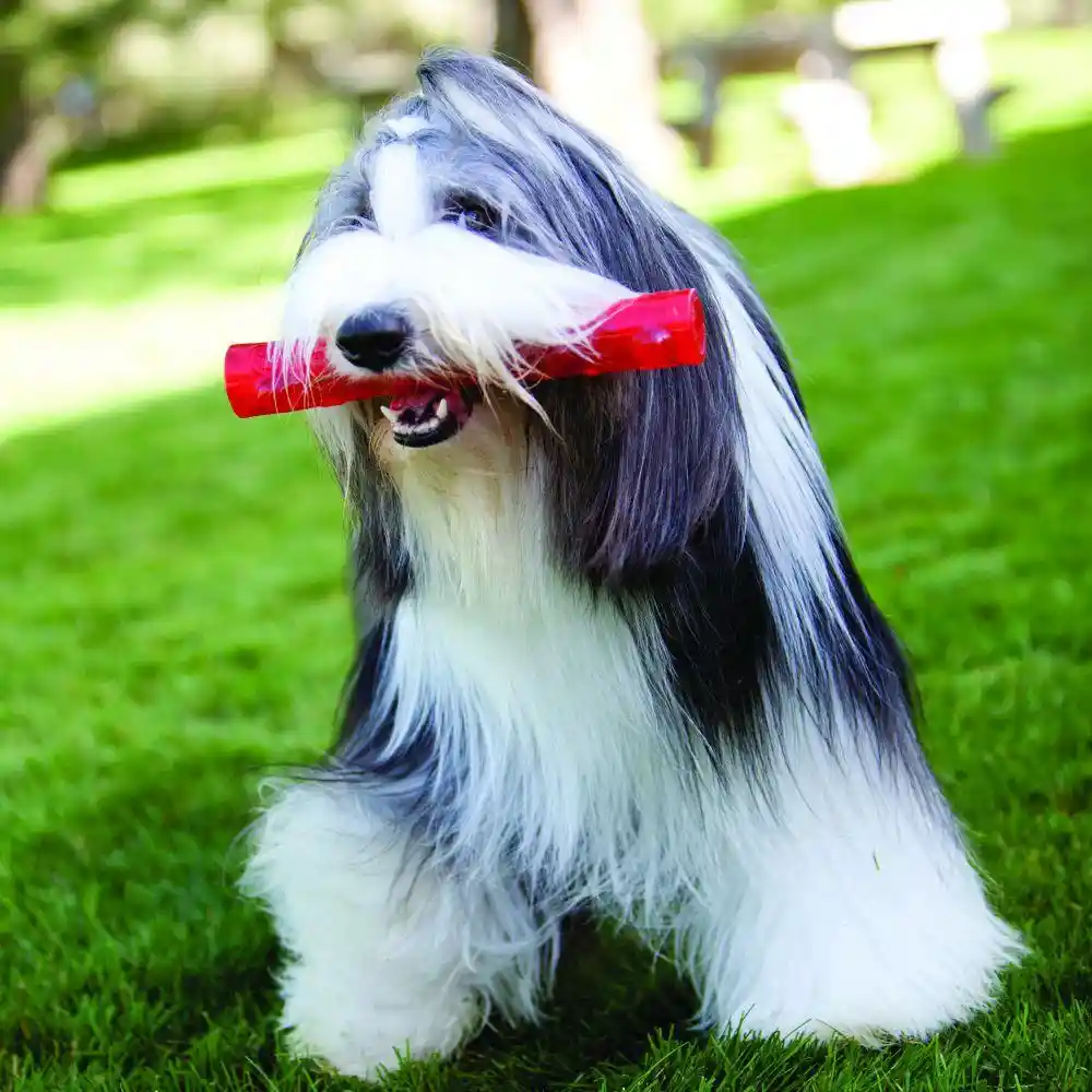 Squeezz Crackle Stick Dog Toy Large