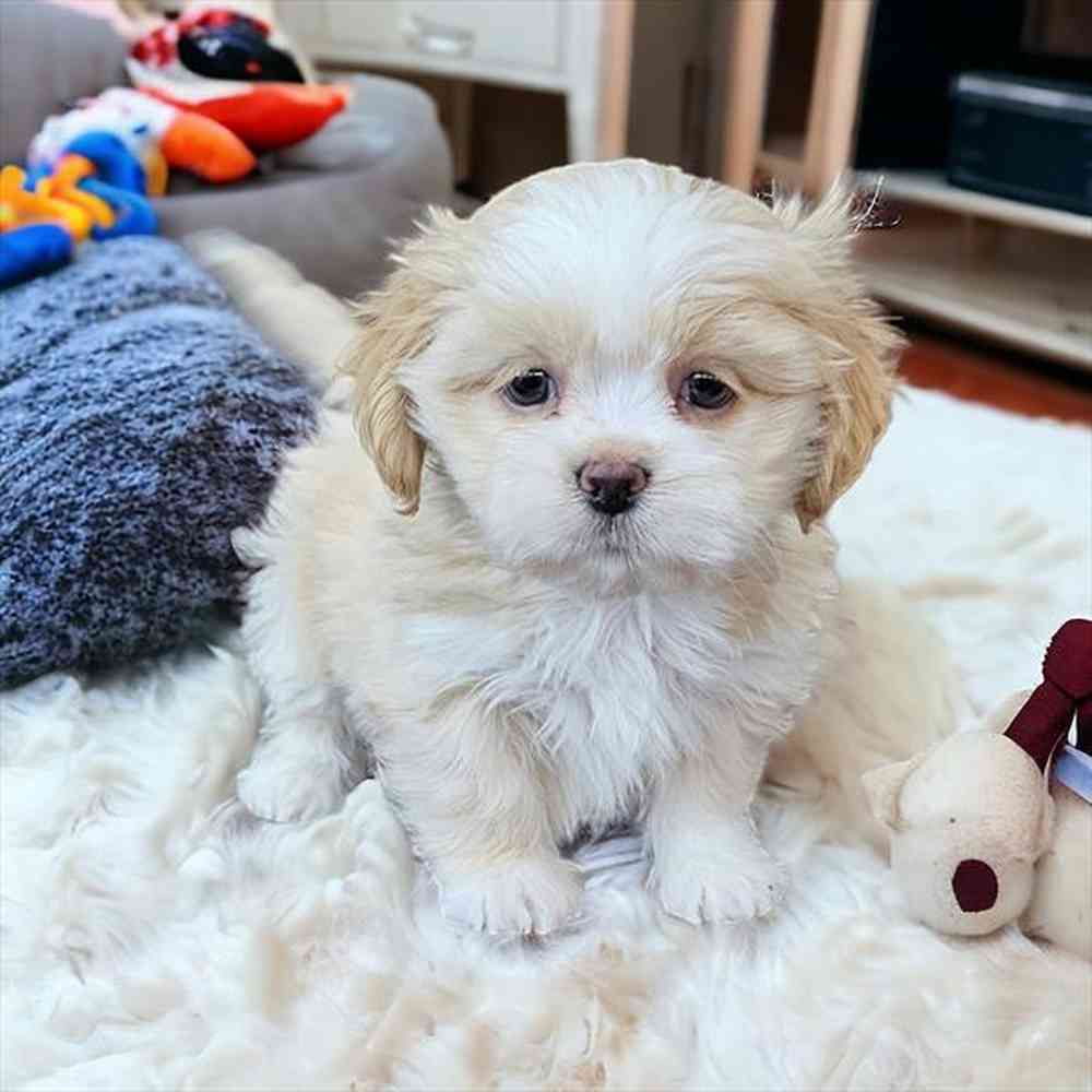 Female Lhasa Apso puppy named Goldilocks for sale at Pet Express Braintree.