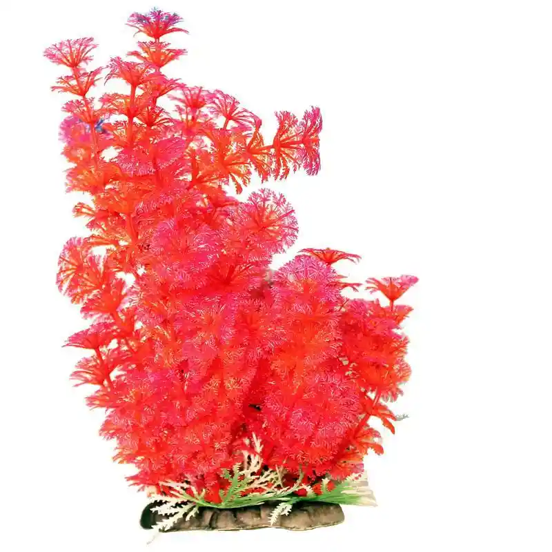 Bushy Ambuila Aquarium Plant Red 12 Inch;