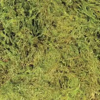 Green Moss 15-20 Gallon Large