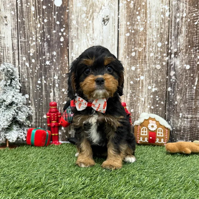 Male Munchkin Bernedoodle Puppy for Sale in Braintree, MA