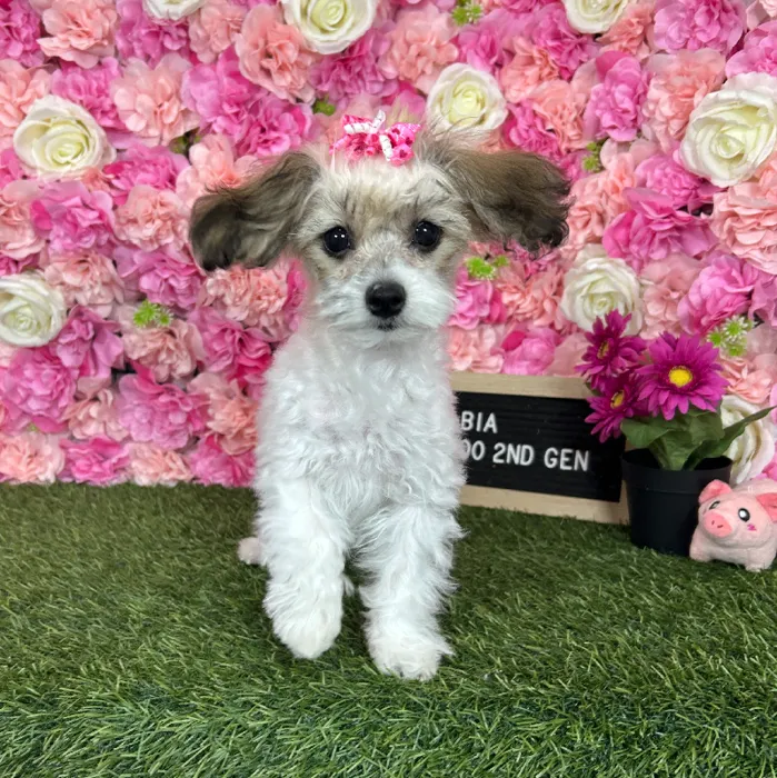Female Malti-Poo 2nd Gen Puppy for Sale in Braintree, MA