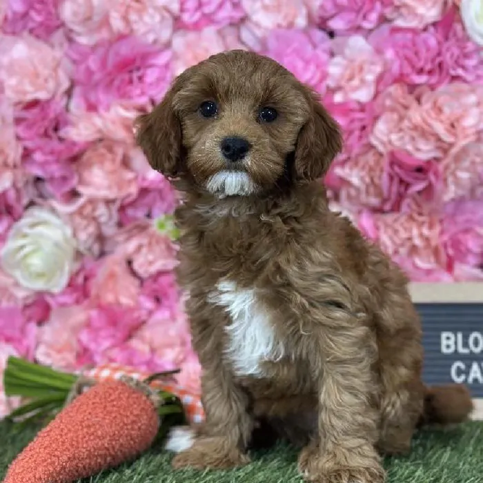 Female Cavapoo 2nd Gen Puppy for Sale in Saugus, MA