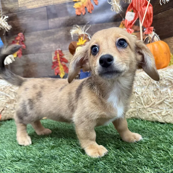 Female Dorgi Puppy for Sale in Braintree, MA