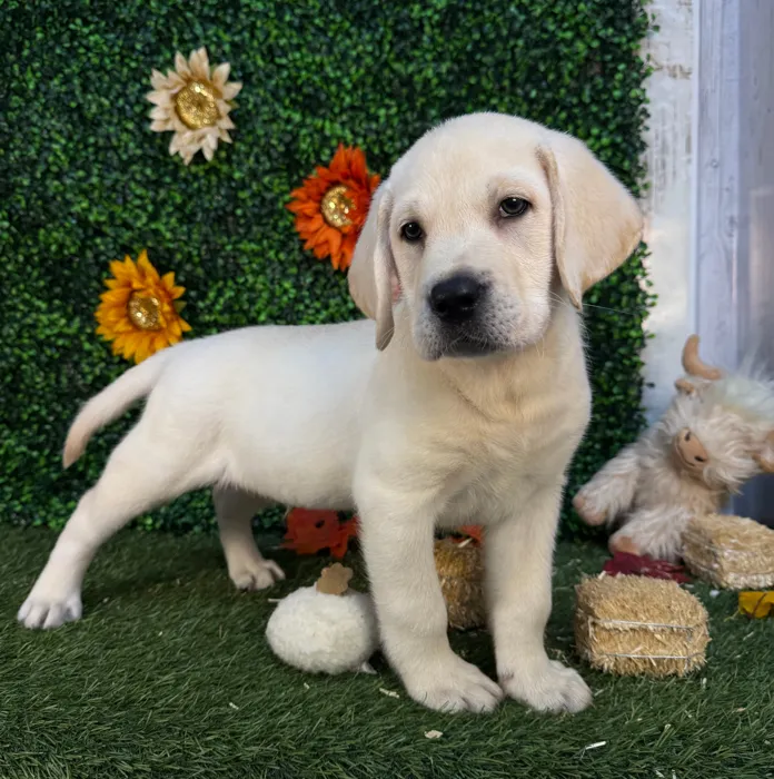 Male Labrador Retriever puppy named Lloyd for sale at Pet Express Saugus.