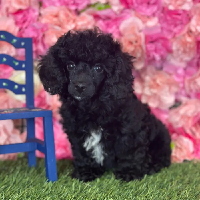Female Poodle (Mini) puppy named Tootsie for sale at Pet Express Saugus.
