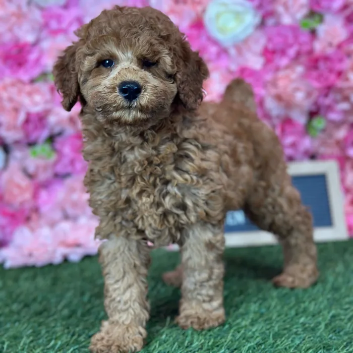 Female Poodle Moyen (Medium) puppy named Cherry for sale at Pet Express Saugus.