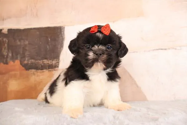 Female Shih Tzu puppy named Bev for sale at Pet Express Braintree.