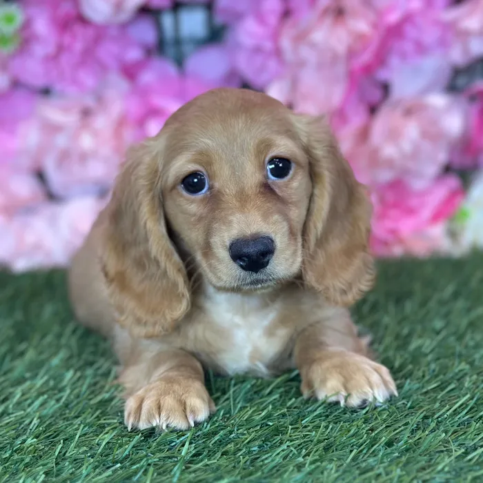 Female Dachshund puppy named Suzie Q for sale at Pet Express Saugus.