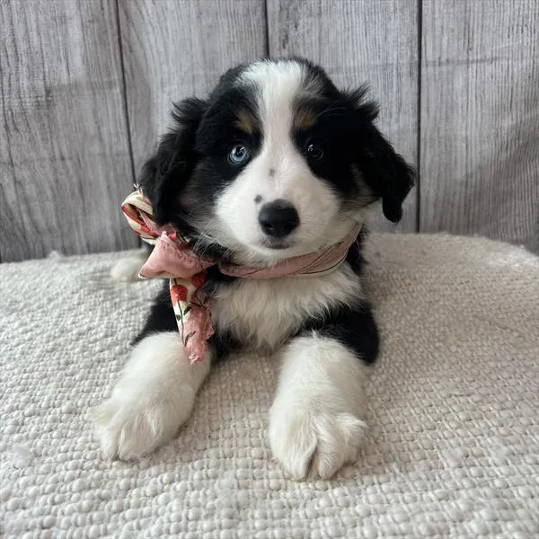 Female Miniature Australian Shepherd puppy named Big Mama for sale at Pet Express Saugus.
