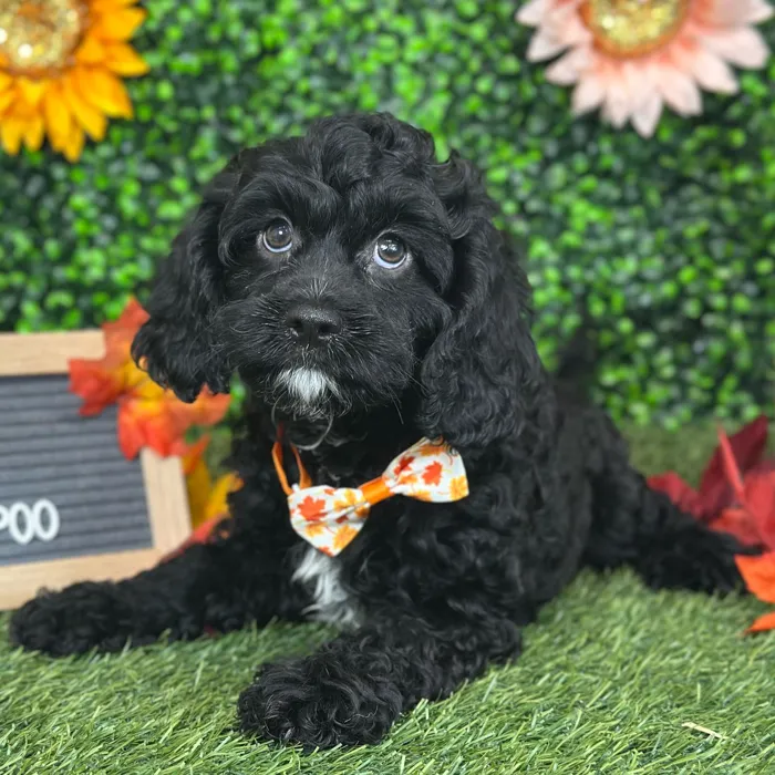 Male Cavapoo puppy named Pappy for sale at Pet Express Saugus.