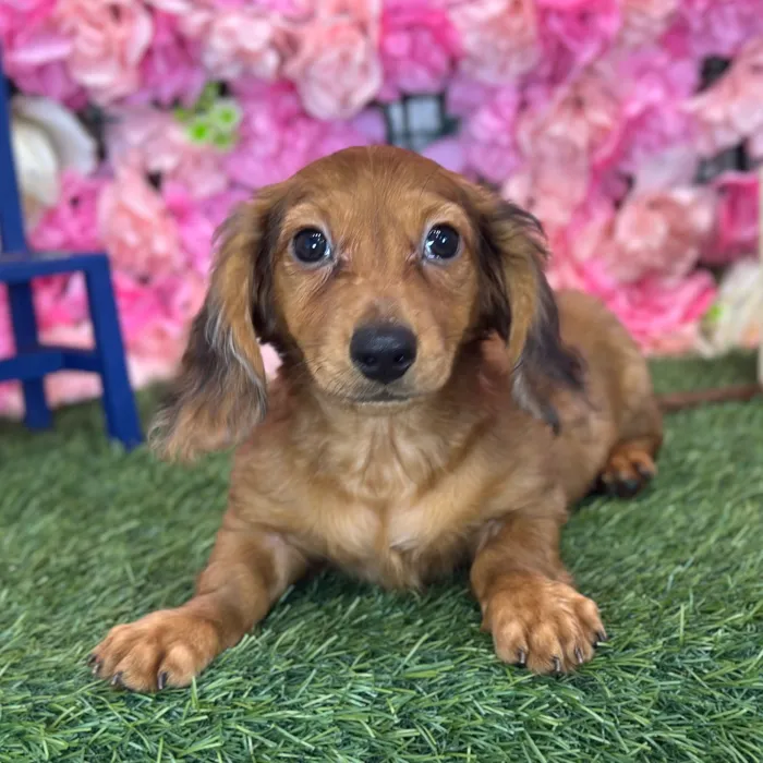Male Dachshund puppy named Rancher for sale at Pet Express Saugus.