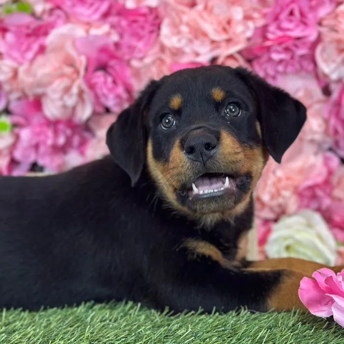 Male Rottweiler puppy named Curry for sale at Pet Express Saugus.
