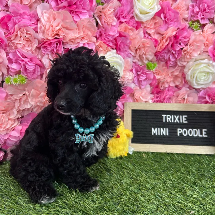 Female Poodle (Mini) puppy named Trixie for sale at Pet Express Braintree.