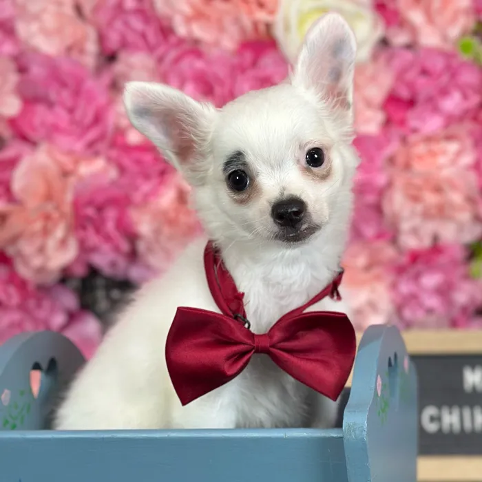 Male Chihuahua puppy named Mel for sale at Pet Express Saugus.