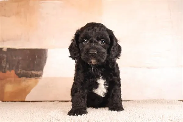 Male Cavapoo puppy named Pappy for sale at Pet Express Saugus.