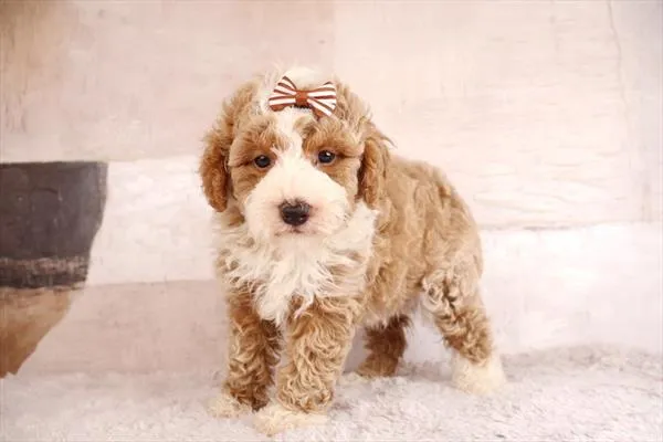Female Poodle (Mini) puppy named Scarlet for sale at Pet Express Saugus.