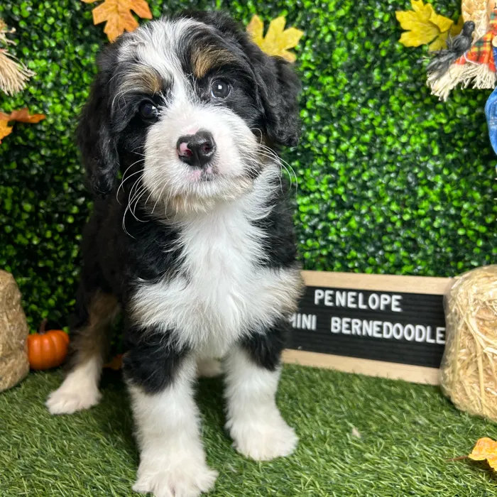 Female Mini Bernedoodle puppy named Penelope for sale at Pet Express Braintree.