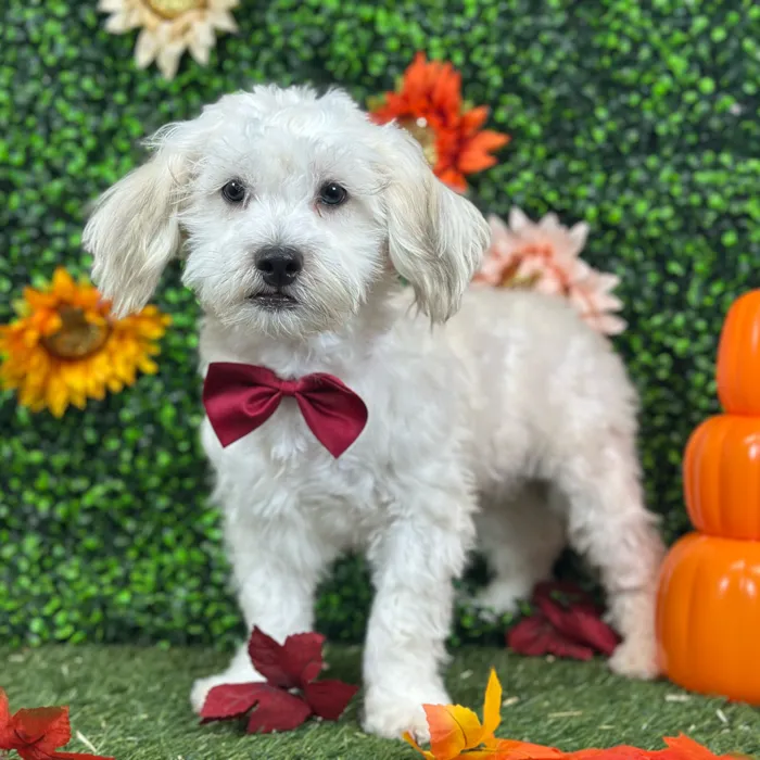 Male Shih-Poo puppy named Bobby for sale at Pet Express Saugus.