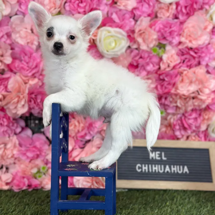 Male Chihuahua puppy named Mel for sale at Pet Express Saugus.