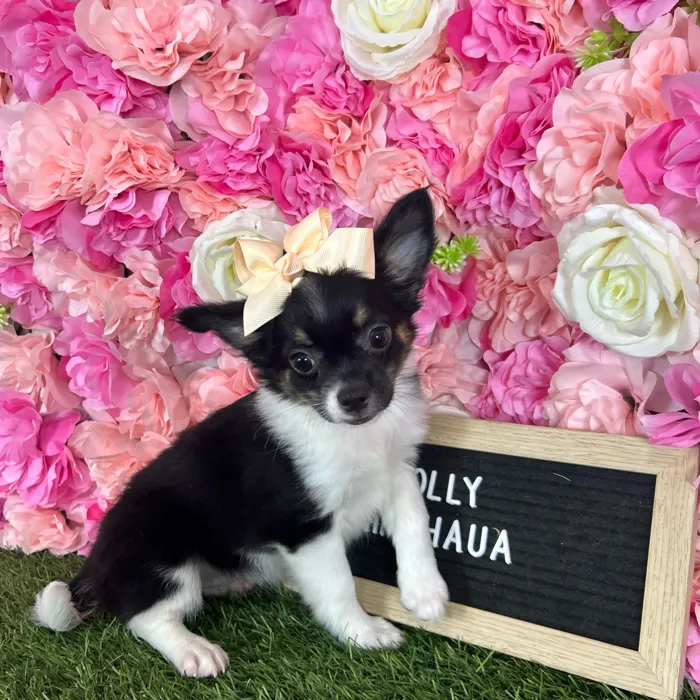 Female Chihuahua puppy named Mollie for sale at Pet Express Braintree.