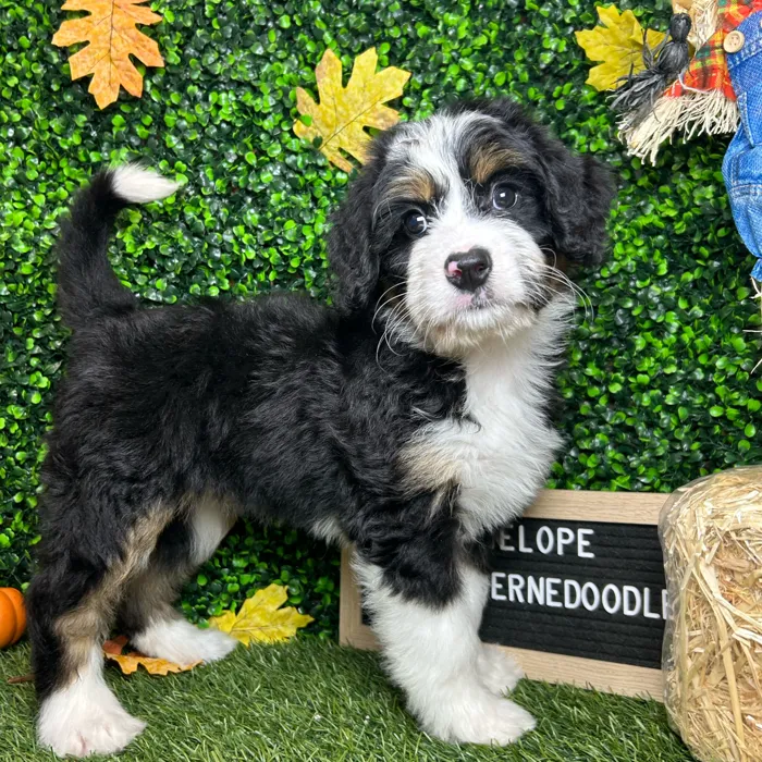 Female Mini Bernedoodle puppy named Penelope for sale at Pet Express Braintree.