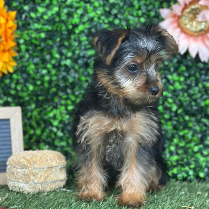 Male Yorkshire Terrier puppy named Lil' Pete for sale at Pet Express Saugus.