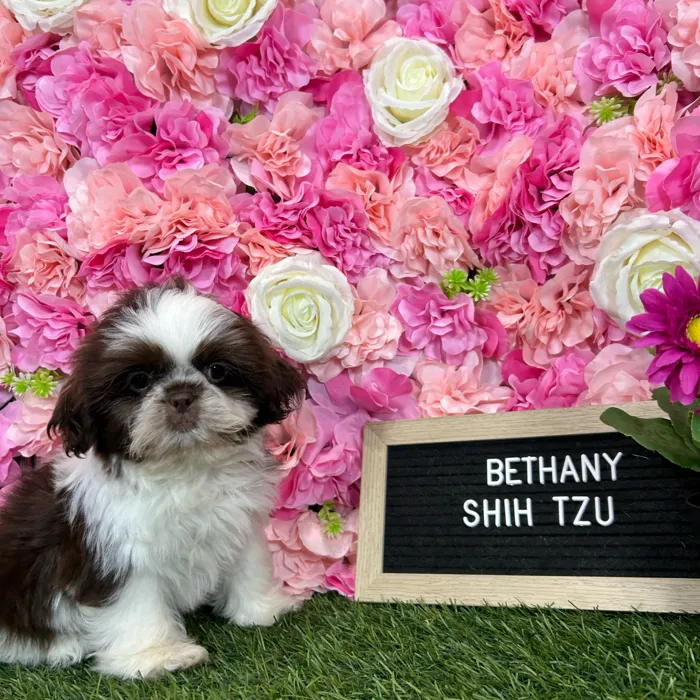 Female Shih Tzu puppy named Bethany for sale at Pet Express Braintree.