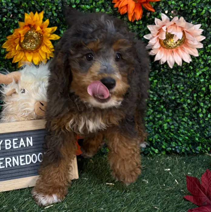 Female Mini Bernedoodle 2Nd Gen puppy named Jellybean for sale at Pet Express Saugus.