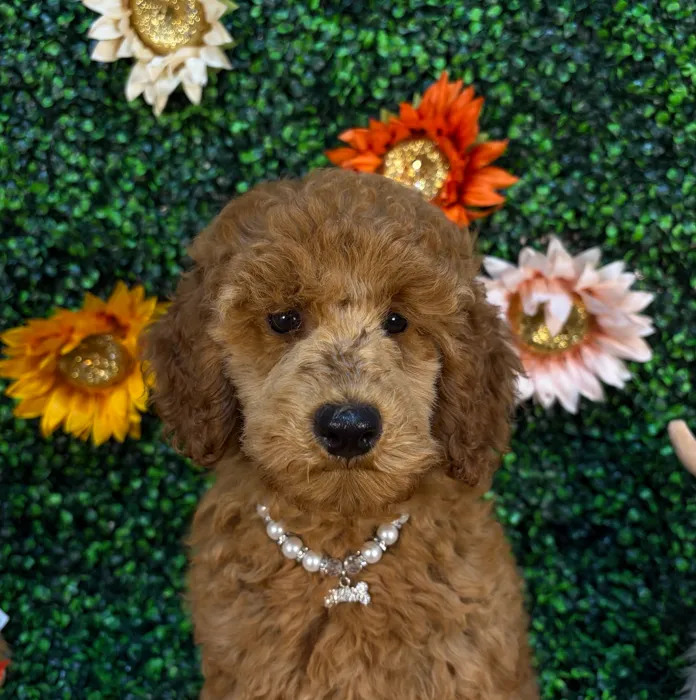 Female Poodle Moyen (Medium) puppy named Cherry for sale at Pet Express Saugus.