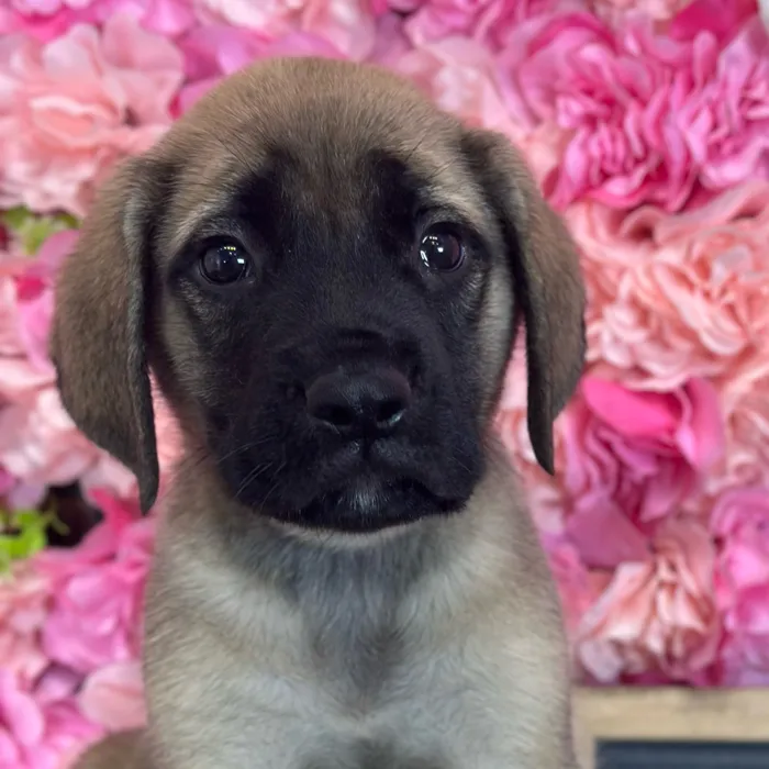 Male English Mastiff puppy named Phill for sale at Pet Express Saugus.