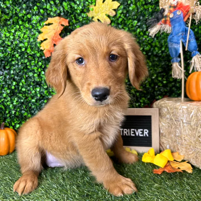 Female Golden Retriever puppy named Maple for sale at Pet Express Braintree.