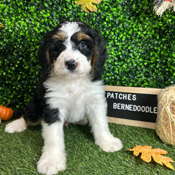 Male Mini Bernedoodle puppy named Patches for sale at Pet Express Braintree.