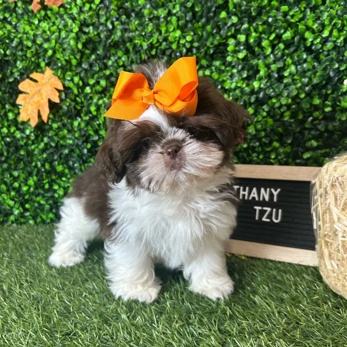 Female Shih Tzu puppy named Bethany for sale at Pet Express Braintree.