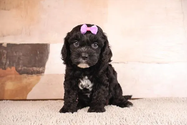 Female Cavapoo puppy named Wednesday for sale at Pet Express Braintree.