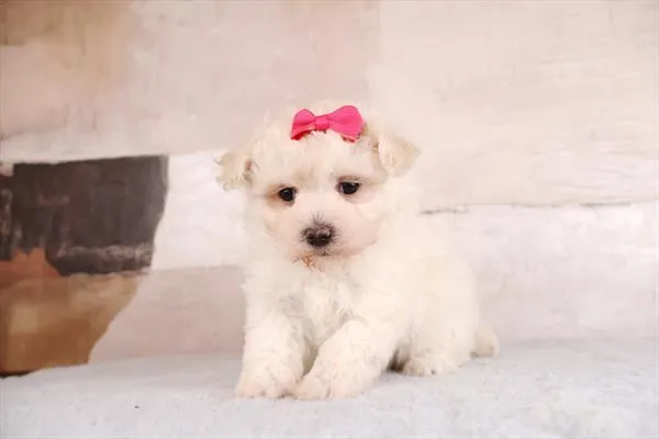 Female Malti-Poo puppy named Darla for sale at Pet Express Braintree.