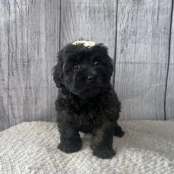 Female Havapoo puppy named Struts for sale at Pet Express Saugus.