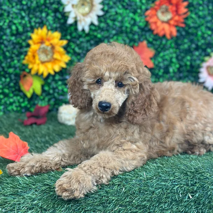 Female Poodle Moyen (Medium) puppy named Cherry for sale at Pet Express Saugus.
