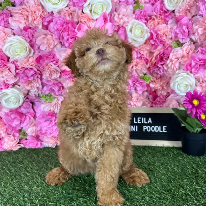 Female Poodle (Mini) puppy named Leila for sale at Pet Express Braintree.