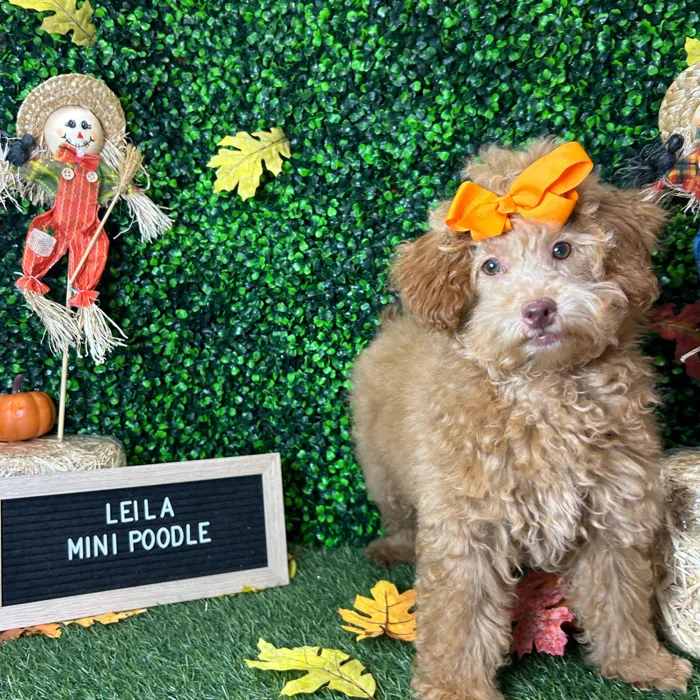 Female Poodle (Mini) puppy named Leila for sale at Pet Express Braintree.