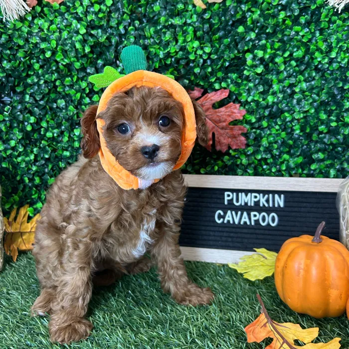 Male Cavapoo 2Nd Gen puppy named Pumpkin for sale at Pet Express Braintree.
