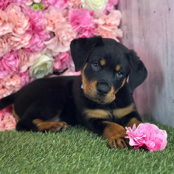 Male Rottweiler puppy named Curry for sale at Pet Express Saugus.