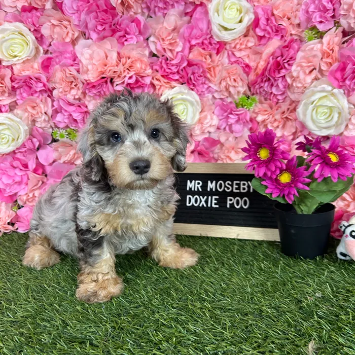 Male Doxie-Poo puppy named Mr Moseby for sale at Pet Express Braintree.