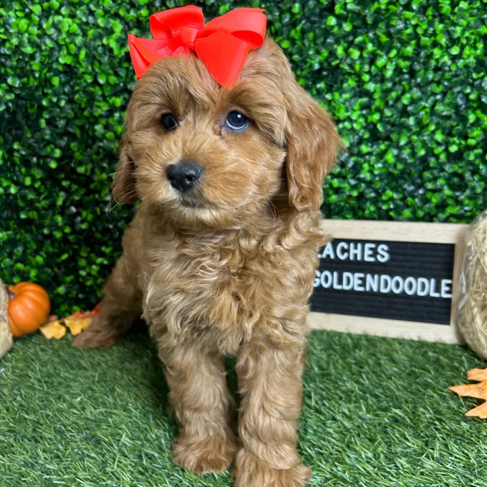 Female Mini Goldendoodle 2Nd Gen puppy named Peaches for sale at Pet Express Braintree.