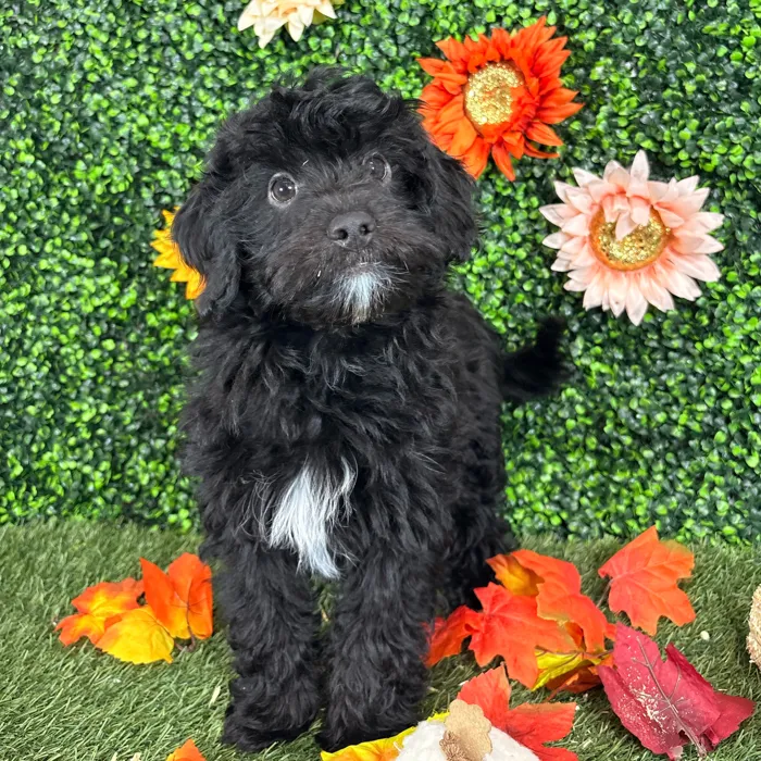 Male Aussiedoodle puppy named Clarence for sale at Pet Express Saugus.
