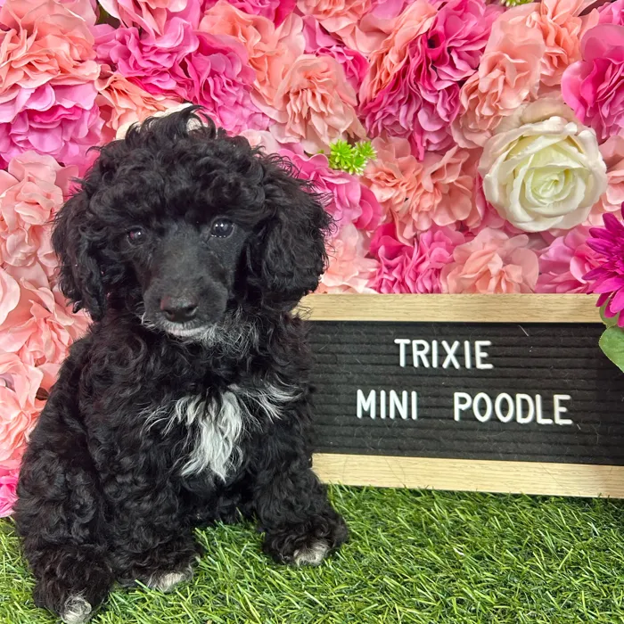 Female Poodle (Mini) puppy named Trixie for sale at Pet Express Braintree.