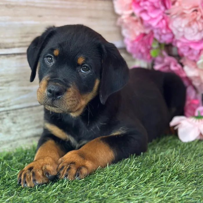 Male Rottweiler puppy named Dean for sale at Pet Express Saugus.
