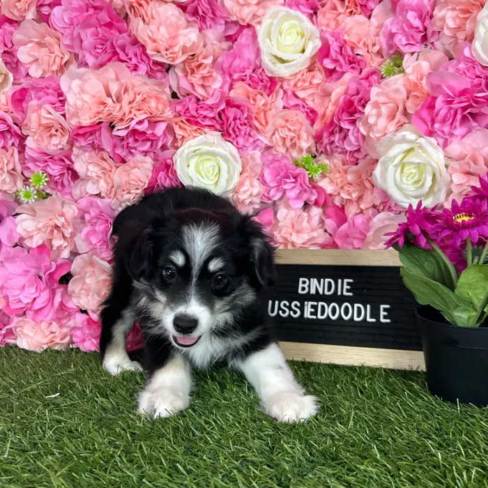Female Aussiedoodle 2Nd Gen puppy named Bindie for sale at Pet Express Braintree.