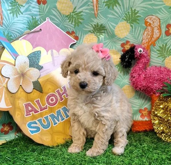 Female Poodle (Mini) puppy named Sherry for sale at Pet Express Saugus.