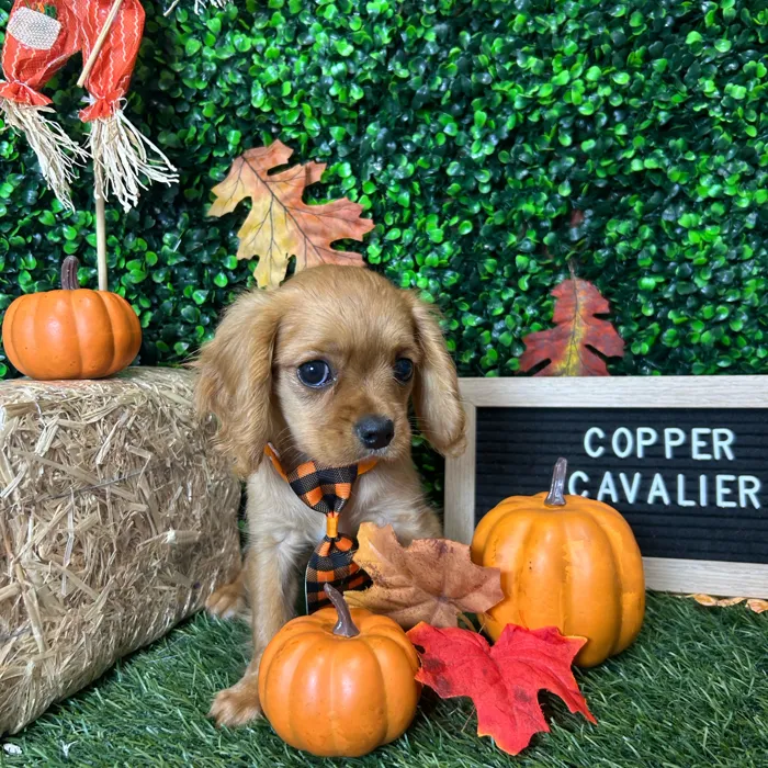 Male Cavalier King Charles Spaniel puppy named Copper for sale at Pet Express Braintree.
